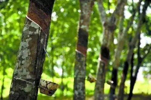 天然橡膠行情|多因素影響下，天然橡膠小幅上調(diào)