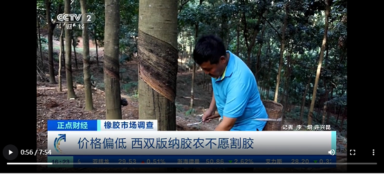 價(jià)格偏低，西雙版納膠農(nóng)不愿割膠