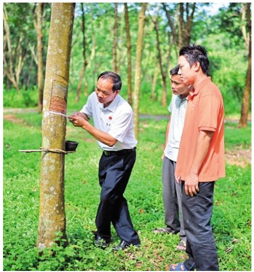 羊風(fēng)極(左一)正在參與橡膠采收工作 羊風(fēng)極(左一)正在參與橡膠采收工作