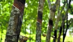 天然橡膠價格將上漲？3月天然橡膠能否擺脫頹勢？