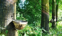 橡膠技術(shù)網(wǎng)：特種橡膠有哪些？