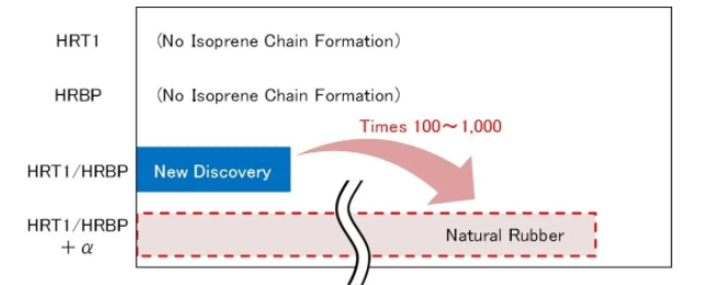 住友表示，下一步將是找到導致異戊二烯鏈延長的重要成分 (αα)，這將使在實驗室中人工生物合成天然膠成為可能