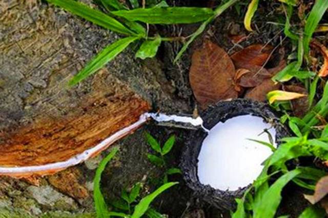 科特迪瓦橡膠產量達120萬噸