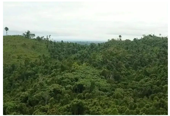 在米其林及其印尼合作伙伴參與之前，這片土地和森林遭受了嚴(yán)重的破壞和亂砍亂伐。