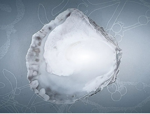 牡蠣殼制成的生物基填料代替炭黑？