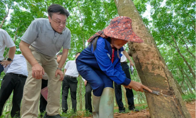 在調(diào)研期間，副省長顧剛也參加了此次活動。整個調(diào)研活動著重探討了海南農(nóng)墾改革和農(nóng)墾高質(zhì)量發(fā)展的問題，為推動海南天然橡膠產(chǎn)業(yè)的發(fā)展提供了重要的指導(dǎo)和決策參考。