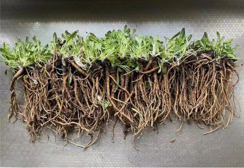 玲瓏著眼未來，搶占研究制高點，早在2012年已成功應(yīng)用植物油替代石油類增塑劑，大大提升膠料可再生材料比例，同時開啟以蒲公英橡膠為主，兼顧銀膠菊橡膠和我國特有杜仲橡膠的第二天然橡膠的開發(fā)計劃。