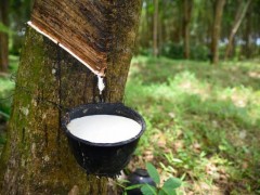 越南橡膠產(chǎn)業(yè)迎EUDR大考，小農(nóng)供應(yīng)鏈亟待升級(jí)