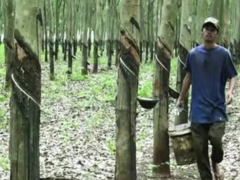 出口下滑難阻增收，柬埔寨橡膠產(chǎn)業(yè)上半年增長超四成